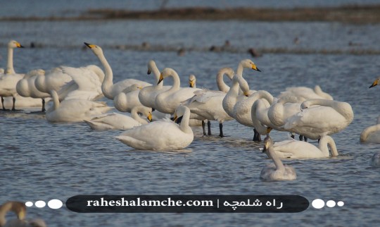 محو تماشای قوهای مهاجر در «وزرامحله» سرخرود شوید+ تصاویر